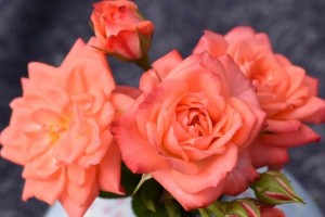 PETITE FOLIA (miniature)